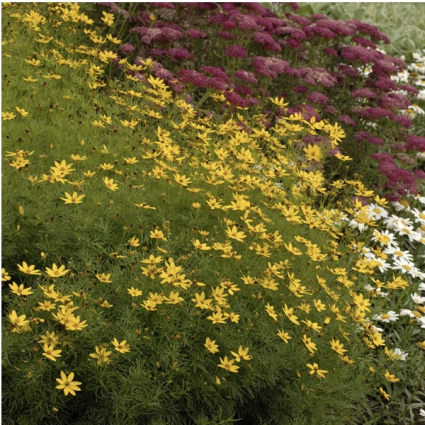 Zagreb Coreopsis 8"