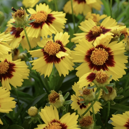 Uptick Yellow & Red Coreopsis 8"