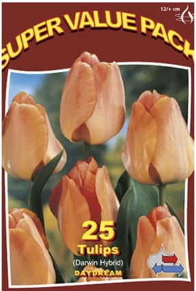 Daydream Tulip Bulb 25 Pack