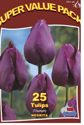Negrita Tulip Bulbs 25 Pack