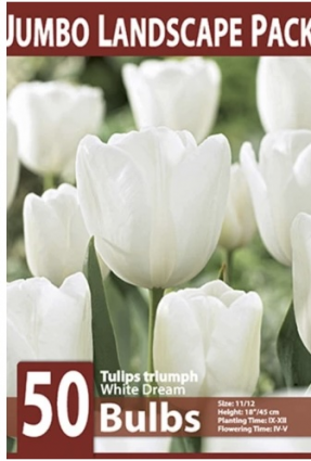 White Dream Tulip Bulbs 50 Pack
