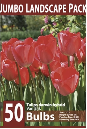 Van Eijk Tulip Bulbs&nbsp;&nbsp;50 Pack