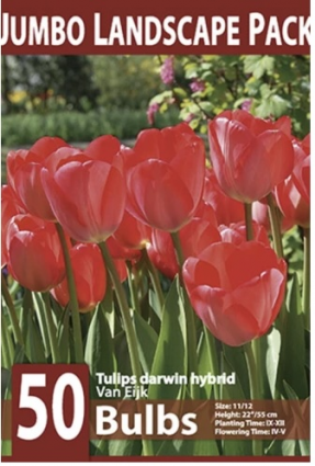 Van Eijk Tulip Bulbs&nbsp;&nbsp;50 Pack