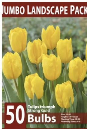 Strong Gold Triumph Tulip Bulbs 50 Pack
