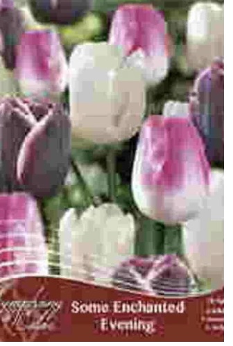 Some Enchanted Evening Tulip Bulbs � Symphony of Colors 18 Pack
