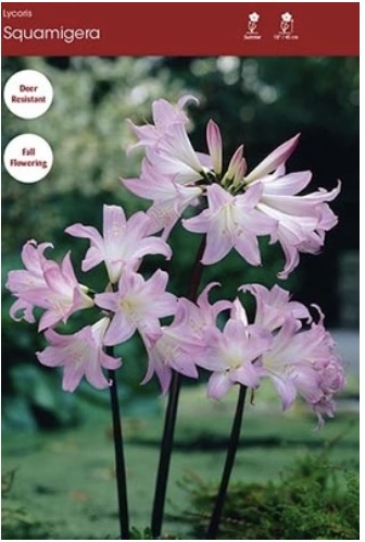 Naked Lady Lily Lycoris Bulb 1 Pack