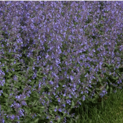 Junior Walker Catmint 8"