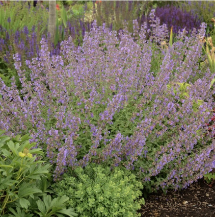 Walker's Low Catmint  6"