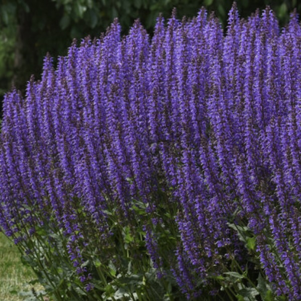 Blue by You Salvia 8"