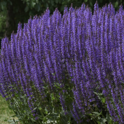 Blue by You Salvia 8"