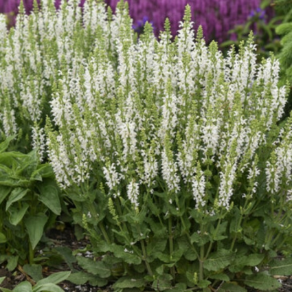 White Profusion Salvia 8"
