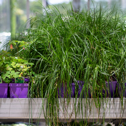 Premium Native Plants 1Qt