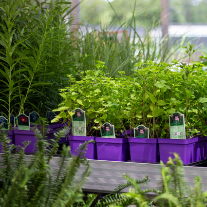 Grow Native Plants 1Qt