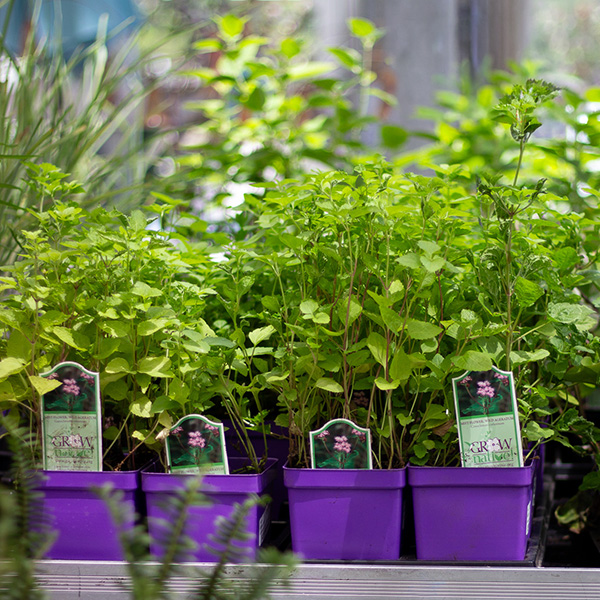 GROW NATIVE PLANTS