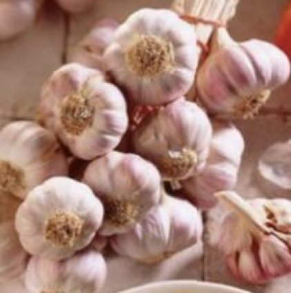 Spanish Roja Garlic Bulbs 3 Pack