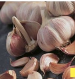 Russian Red Garlic Bulbs 3 Pack