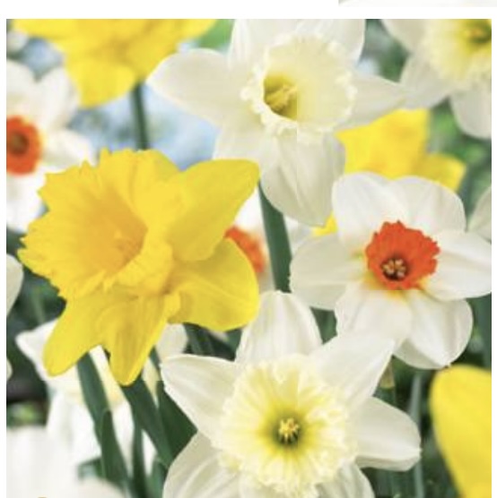 FALL BULBS