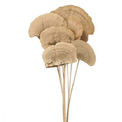 Sponge Mushroom - Natural  5 Stems