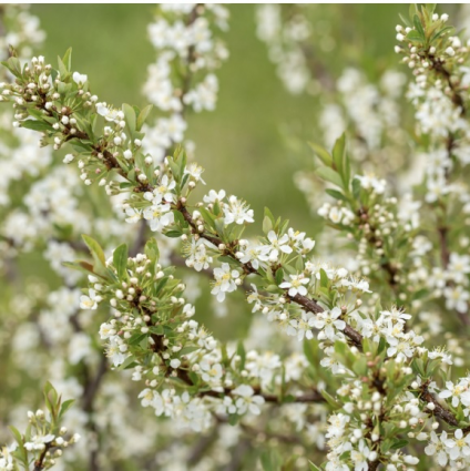 Jade Parade Sand Cherry 3-5G