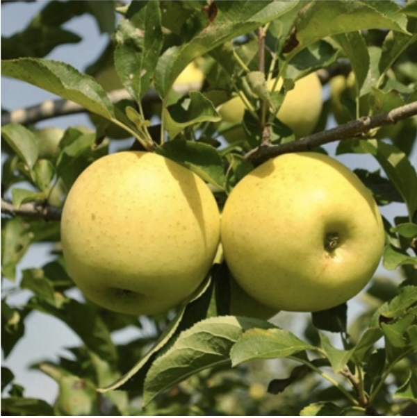 Golden Delicious Apple Tree 10G