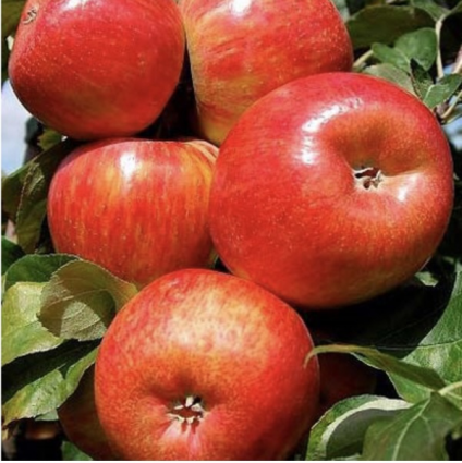Honeycrisp Apple Tree 10G