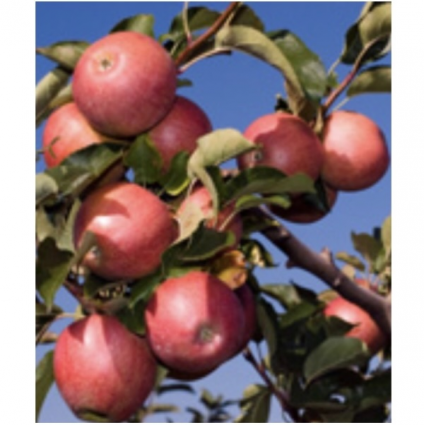 Red Fuji Apple Tree 10G