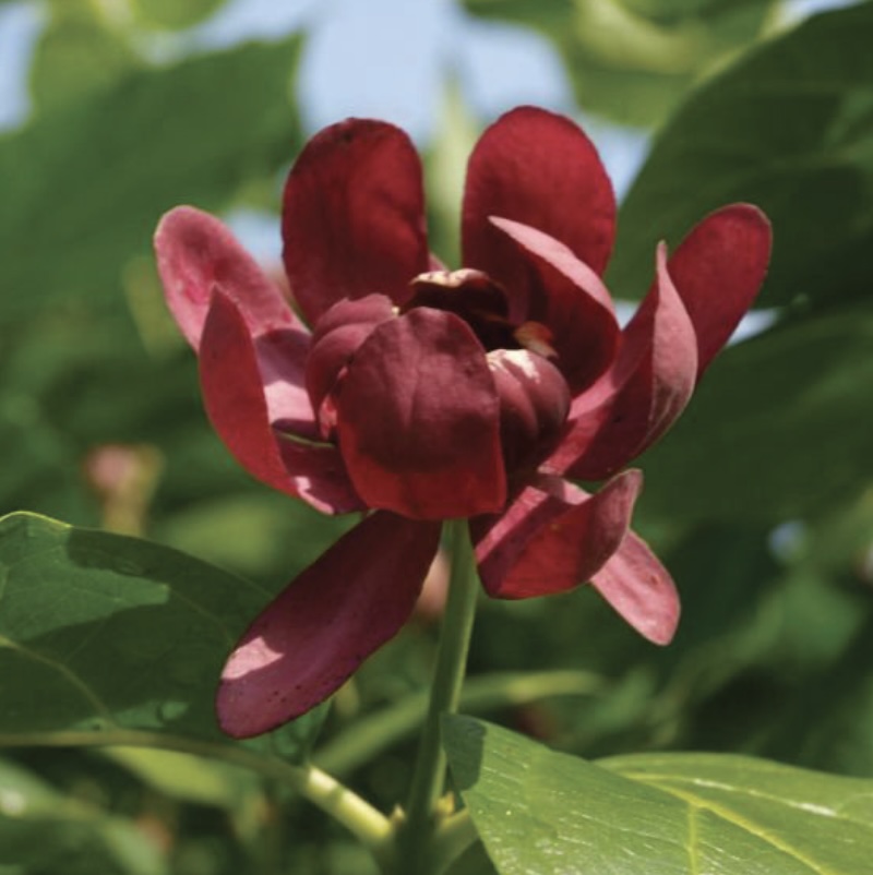 Aphrodite Sweetshrub 3-5G