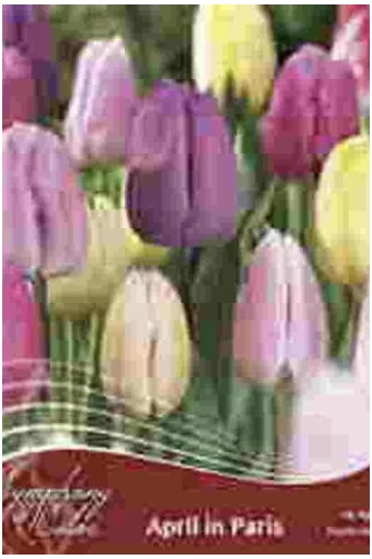 April in Paris Symphony of Colors Tulip Bulb Mix 18 Pack