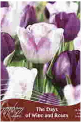 Days of Wine and Roses Tulip Bulbs 18 Pack 