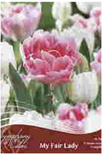 My Fair Lady Tulip Bulbs 18 Pack