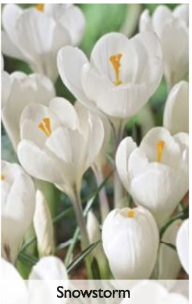 Snowstorm Crocus Bulbs 10 Pack