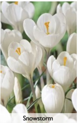 Snowstorm Crocus Bulbs 10 Pack