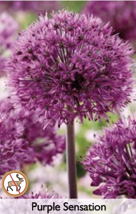 Purple Sensation Allium 20 Pack