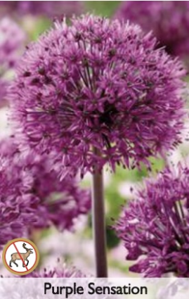Purple Sensation Allium 20 Pack