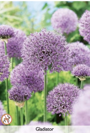 Allium �Gladiator� 5 Pack