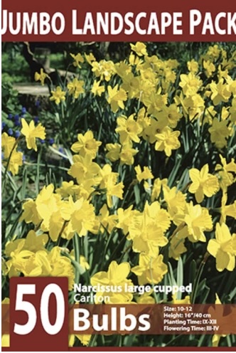 Carlton Large Cup Narcissus Bulbs 50 Pack