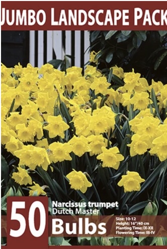 Dutch Master Trumpet Narcissus Bulbs 50 Pack