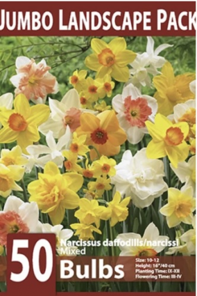 Mixed Trumpet NarcissusBulbs 50 Pack