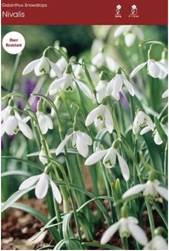 Snowdrop Nivalis (Galanthus) 10 Pack