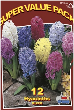 Hyacinth Mixed Bulbs 12 Pack