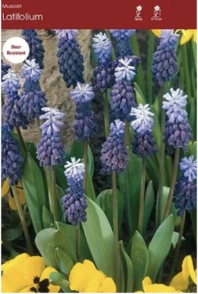 Muscari Latifolium Bulbs &nbsp;10 Pack