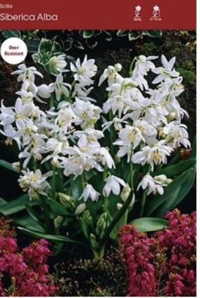 Scilla Siberica Alba Bulbs 10 Pack