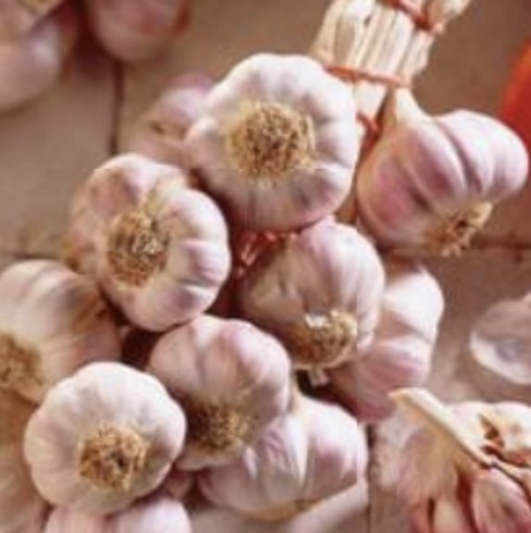GARLIC BULBS