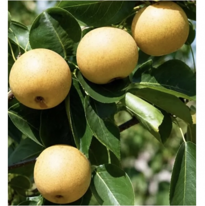 20th Century Asian Pear Tree 10G