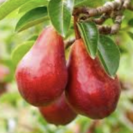 Red Bartlett Pear 10G