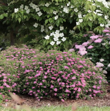 Double Play&reg; Princess� Spirea 2G