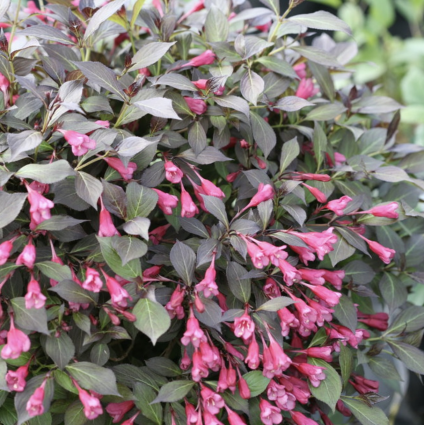 Midnight Wine Shine&reg; Weigela florida 3-5G