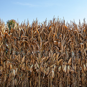 CORNSTALKS &amp; STRAW