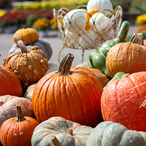 PUMPKINS AND GOURDS