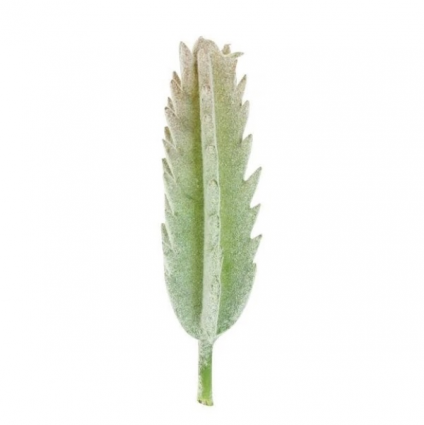 Succulent Pick